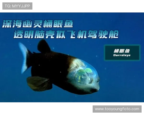 绿鱼:窥探神秘深海的翡翠之眼 绿鱼:窥探神秘深海的翡翠之眼